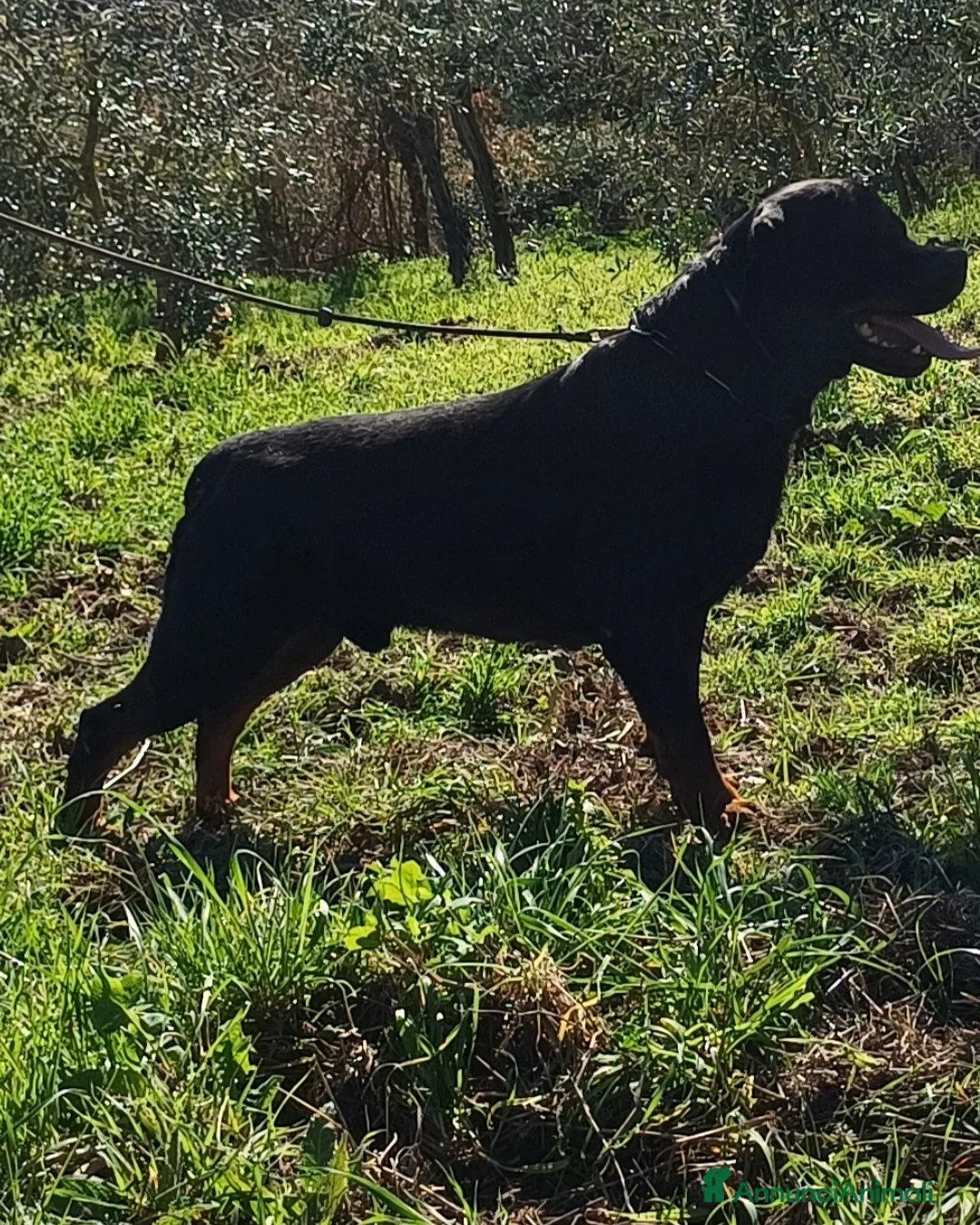 Rottweiler cani per accoppiamento: Rottweiler - Annuncio 4