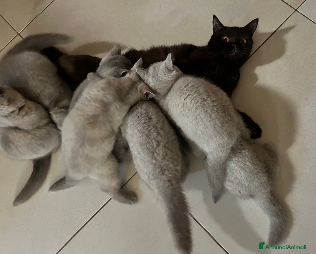 British gatti in vendita: Gatti e British Shorthair  - Annuncio 4