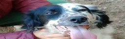 Setter Inglese cani in regalo: CHEROKEE - Annuncio 12