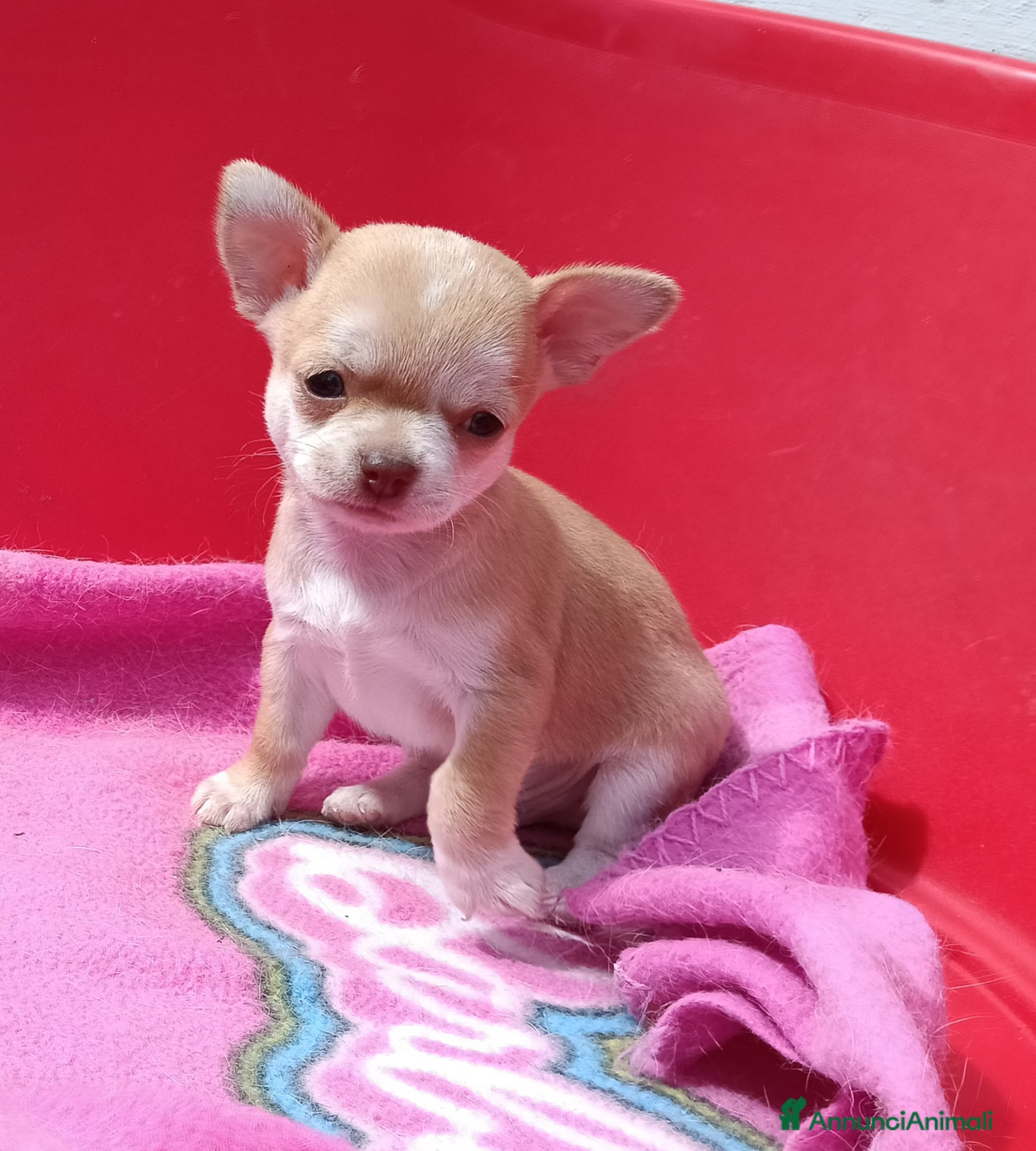 Chihuahua cani Maschietti chihuahua pelo corto  - Annuncio 6