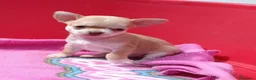 Chihuahua cani in vendita: Maschietti chihuahua pelo corto  - Annuncio 1