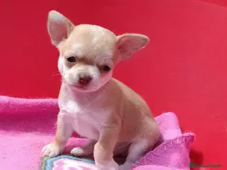 Chihuahua cani Maschietti chihuahua pelo corto - Annuncio 6