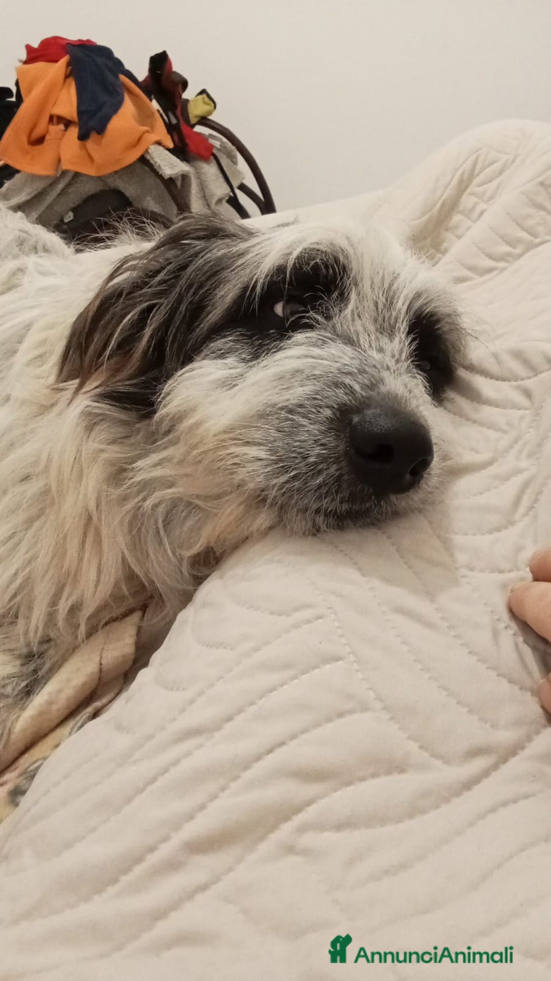 Meticcio cani in regalo: Meticcio in regalo  - Annuncio 7