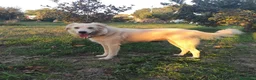 Meticcio cani in regalo: Clara, coccolona e giocherellona - Annuncio 2