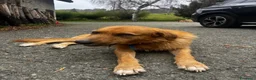 Meticcio cani in regalo: Rick il bello a Provincia di Savona - Annuncio 4
