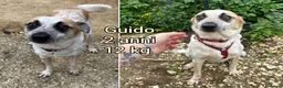 Meticcio cani in regalo: CANI TAGLIA PICCOLA E CONTENUTA  a Provincia di Pistoia - Annuncio 3