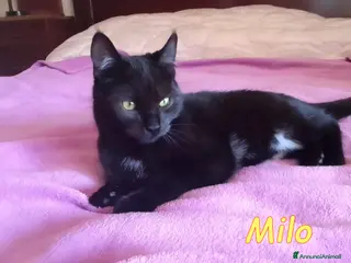 Europeo gatti MILO DOLCISSIMO GATTINO - Annuncio 1