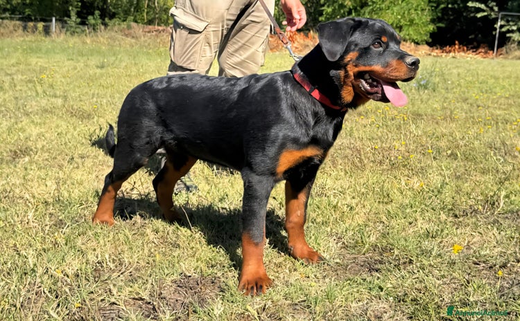Rottweiler cani - Annuncio 1