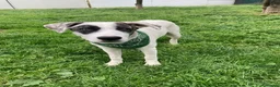 Meticcio cani in regalo: Giove  a Provincia di Lecco - Annuncio 6