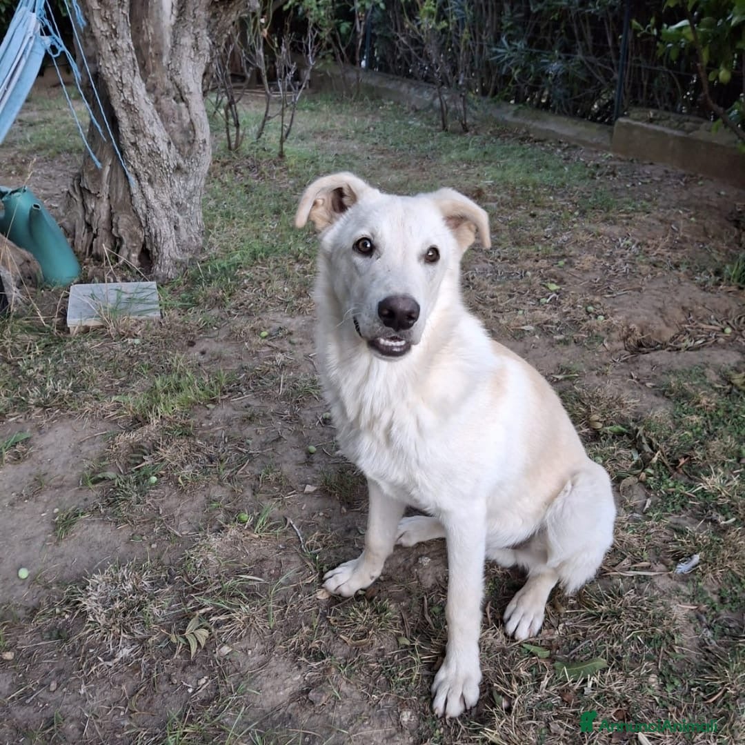 Meticcio cani in regalo: SID 💙 - cucciolo dolcissimo, fantastico compagno - Annuncio 2
