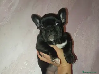 Bulldog Francese cani Cuccioli bulldog francese a Città metropolitana di Palermo - Annuncio 3