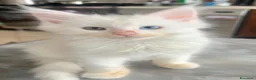 Maine Coon gatti in vendita: Cuccioli di Maine Coon - Annuncio 7