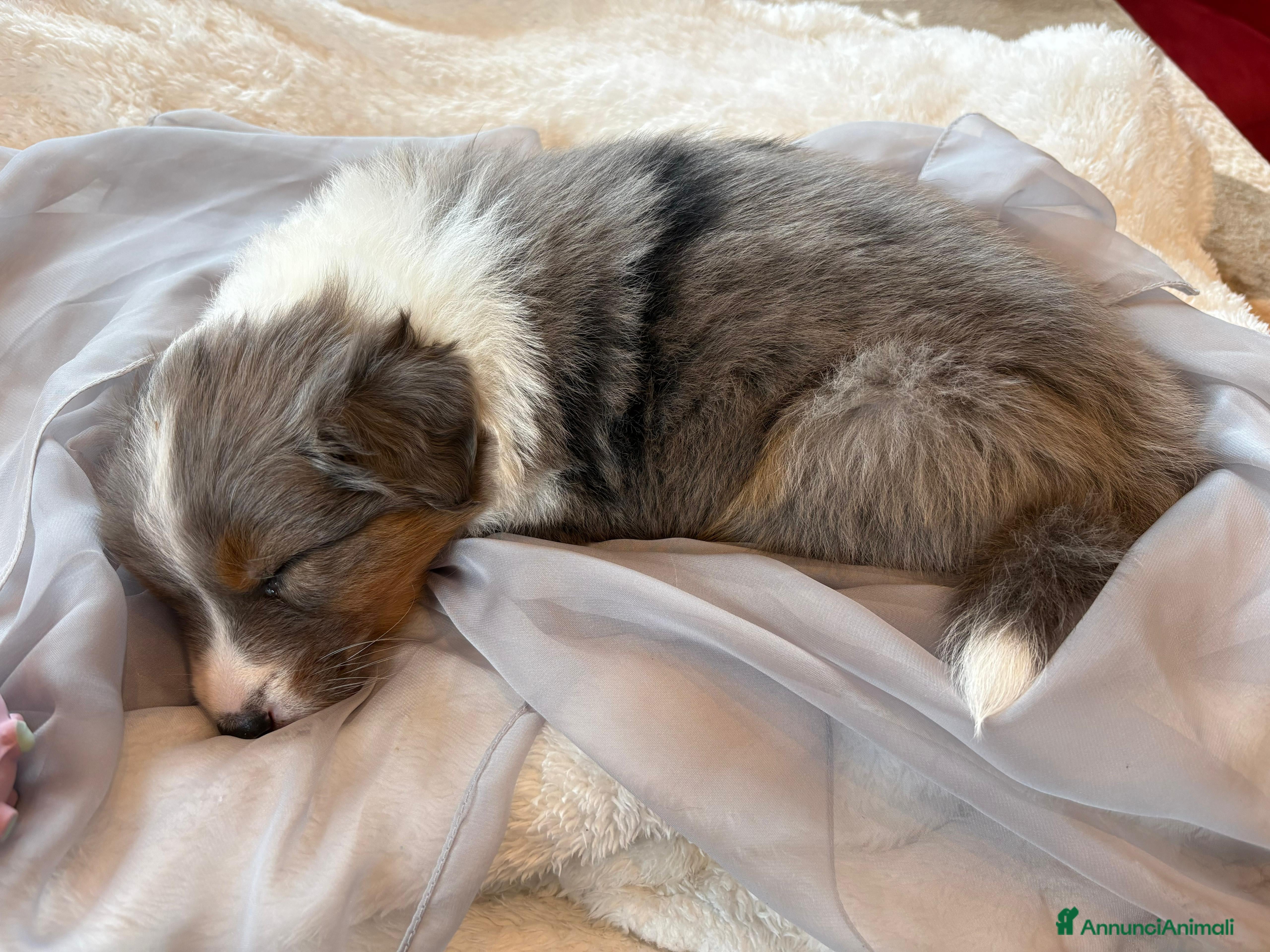 Australian Shepherd cani Vendita cuccioli australian  shepherd  - Annuncio 2