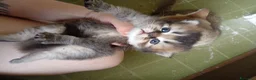 Scottish gatti in vendita: SCOTTISH STRAIGHT - Annuncio 12