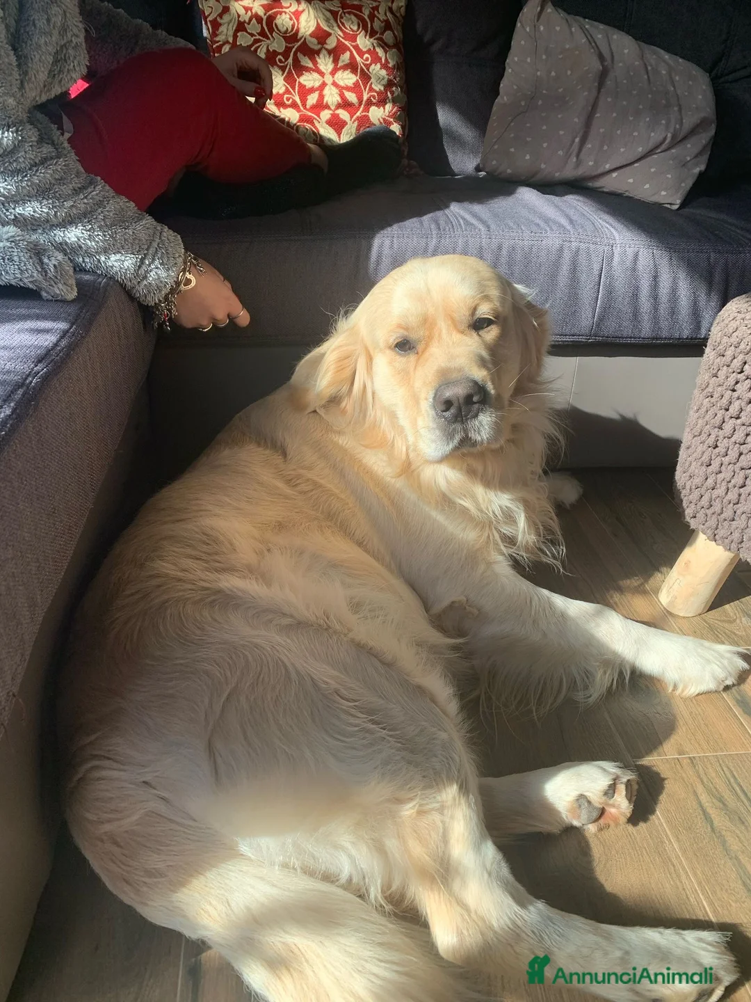 Golden Retriever cani in regalo: Golden retriever adulto a Provincia di Lecce - Annuncio 2