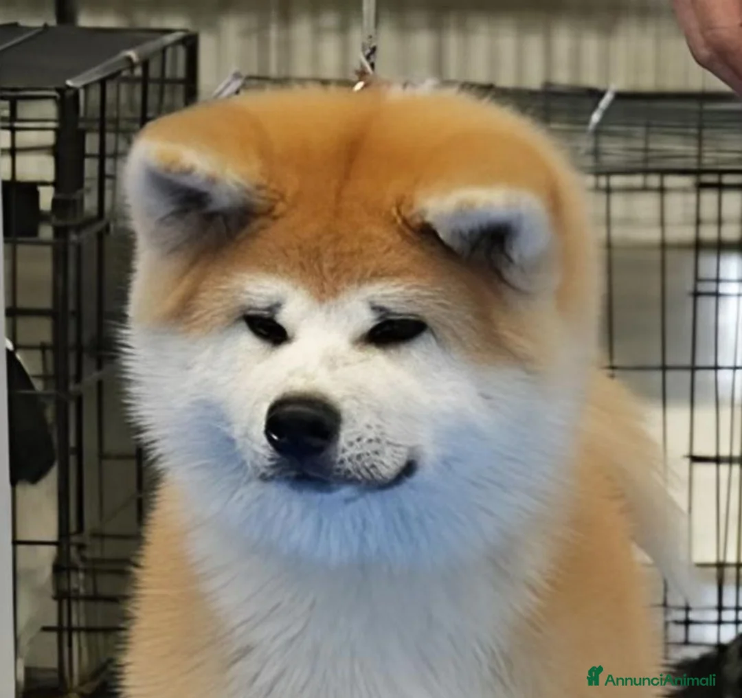 Akita Inu cani in vendita: AKITA CUCCIOLI - Allevamneto ENCI - Annuncio 2