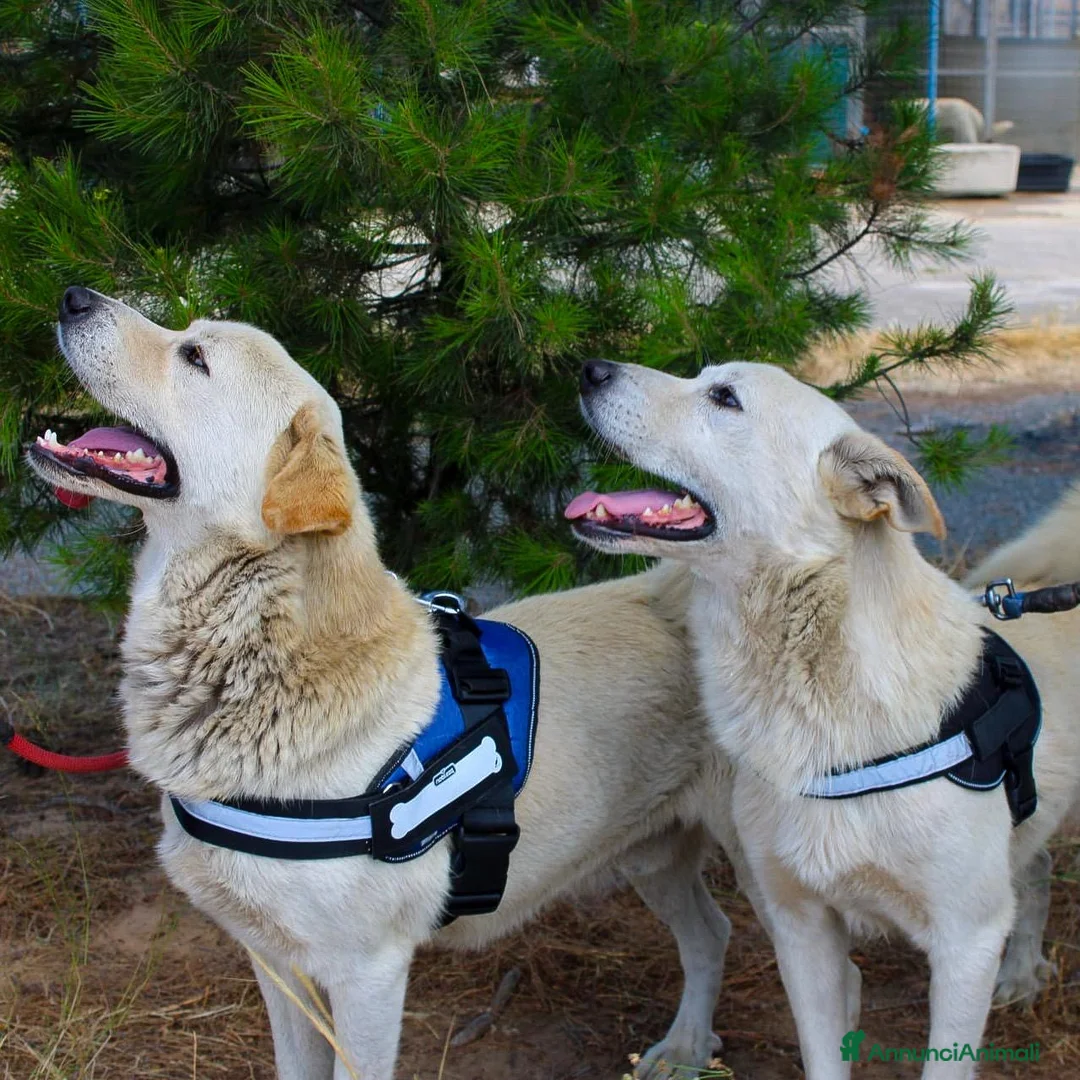 Meticcio cani in regalo: WATSON 💙 SHERLOCK 🩵 due cuori, una sola famiglia a Provincia di Bergamo - Annuncio 8