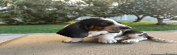 Bassethound cani in vendita: Cuccioli di Bassethound - Annuncio 5