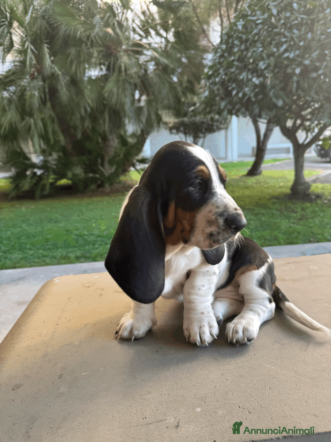 Bassethound cani in vendita: Cuccioli di Bassethound - Annuncio 5