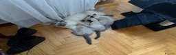 Sacro di Birmania gatti in vendita: Cuccioli incrocio Sacro di Birmania/Siamese a Città Metropolitana di Torino - Annuncio 7