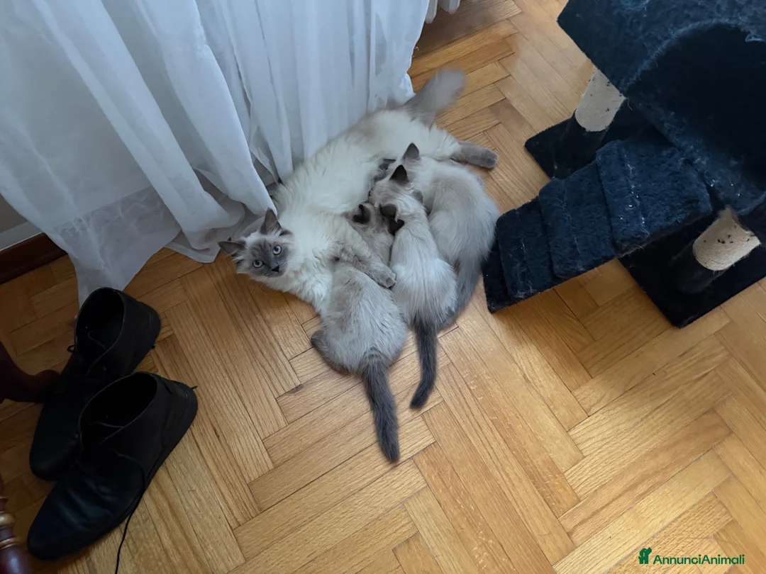 Sacro di Birmania gatti in vendita: Cuccioli incrocio Sacro di Birmania/Siamese a Città Metropolitana di Torino - Annuncio 7