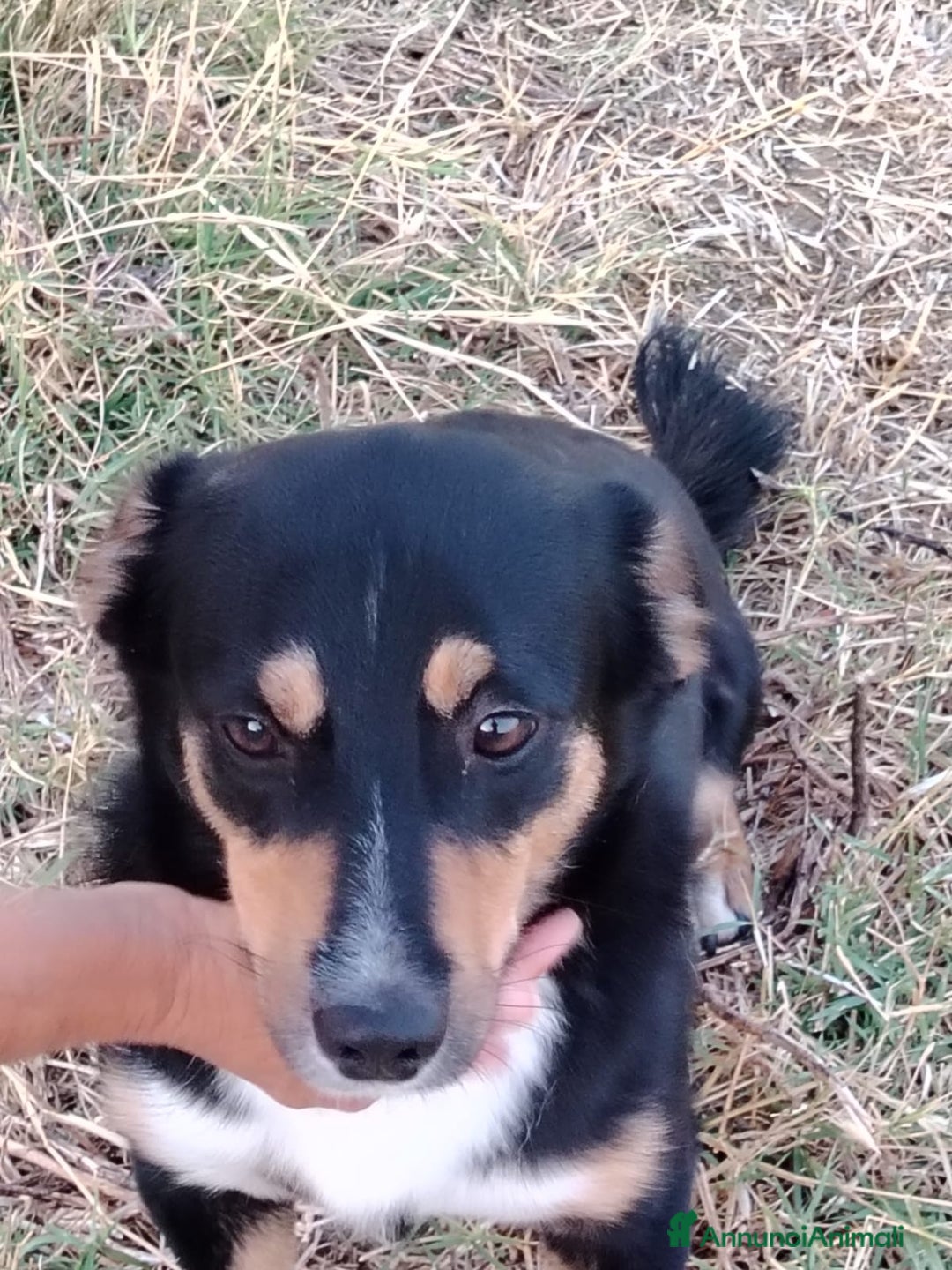 Meticcio cani in regalo: OSCAR 💙 -taglia piccola, buonissimo! Chiama!!🙏🏻 - Annuncio 7