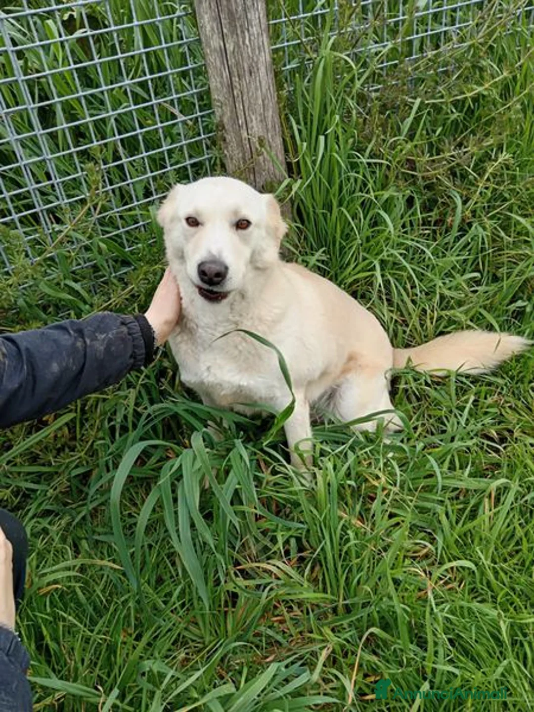 Labrador cani in regalo: Mafalda, labradorina mini a Provincia di Latina - Annuncio 10