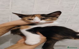 Europeo gatti in regalo: 4 gattini di 2 mesi - Immagine 3