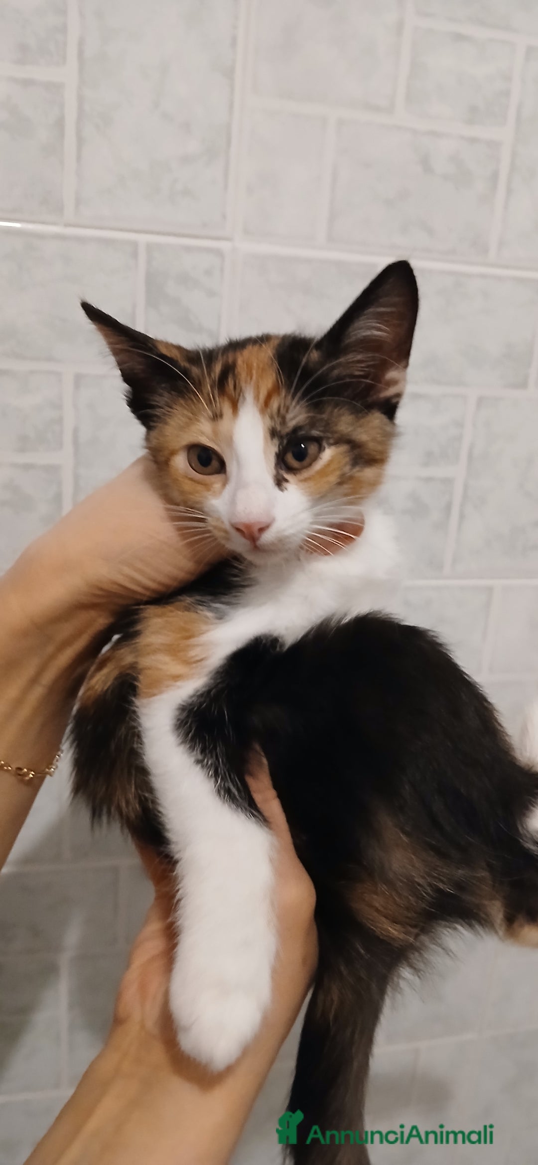 Europeo gatti in regalo: 4 gattini di 2 mesi - Immagine 3