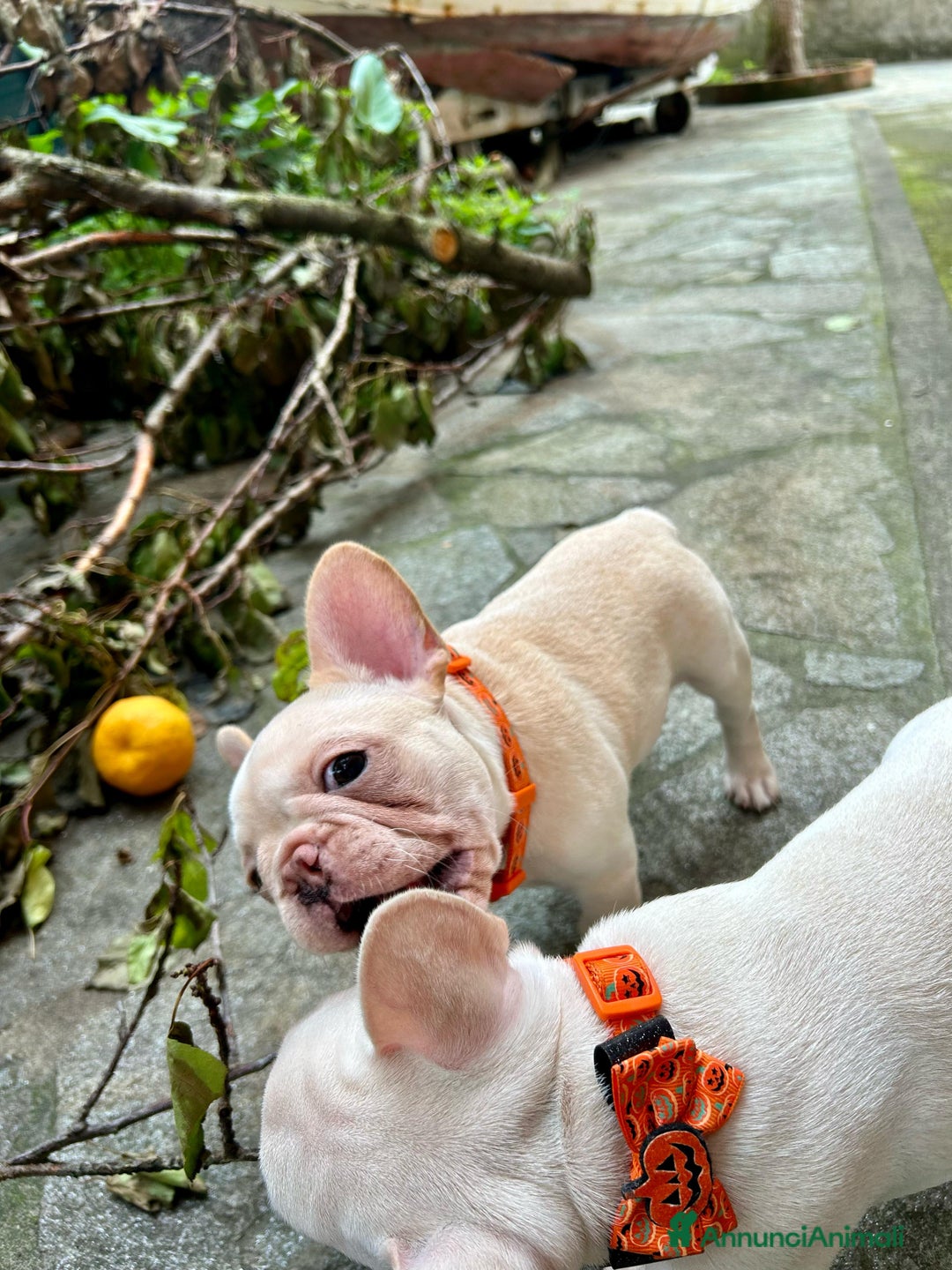 Bulldog Francese cani in vendita: Vendo Buldogg francese - Annuncio 3