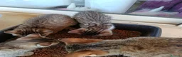 Meticcio gatti in regalo: Gattini in adozione  - Annuncio 4