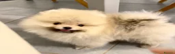 Spitz cani in vendita: Pomerania Spitz Toy nano  - Annuncio 7