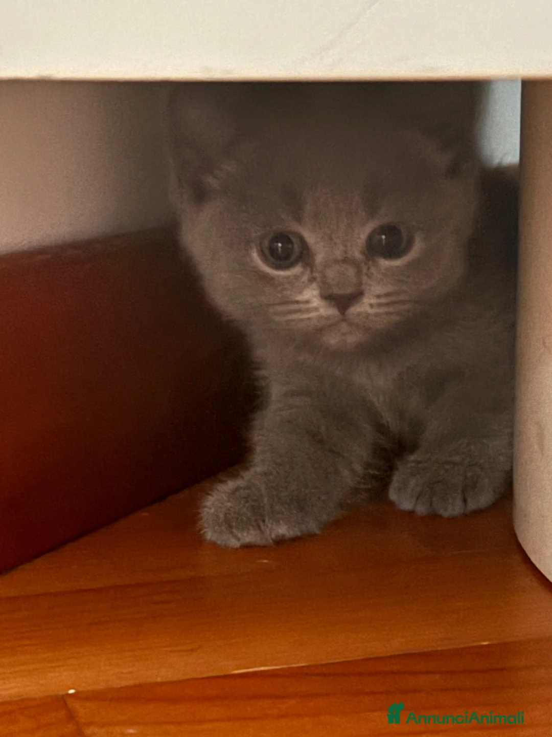 British gatti in vendita: Cuccioli British-Scottish - Annuncio 20
