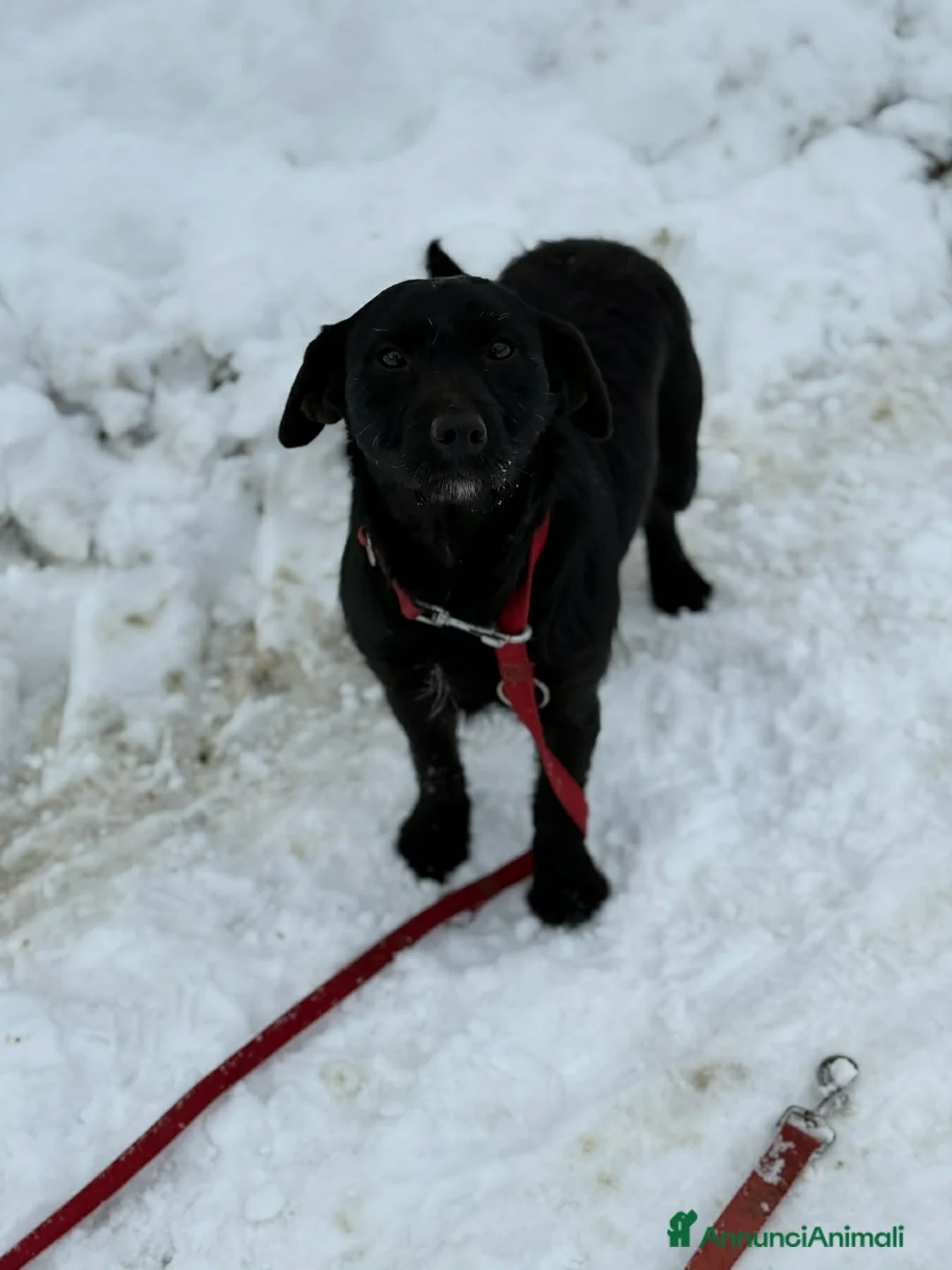 Meticcio cani in regalo: TRISH, tenerona in nero cerca famiglia! - Annuncio 7