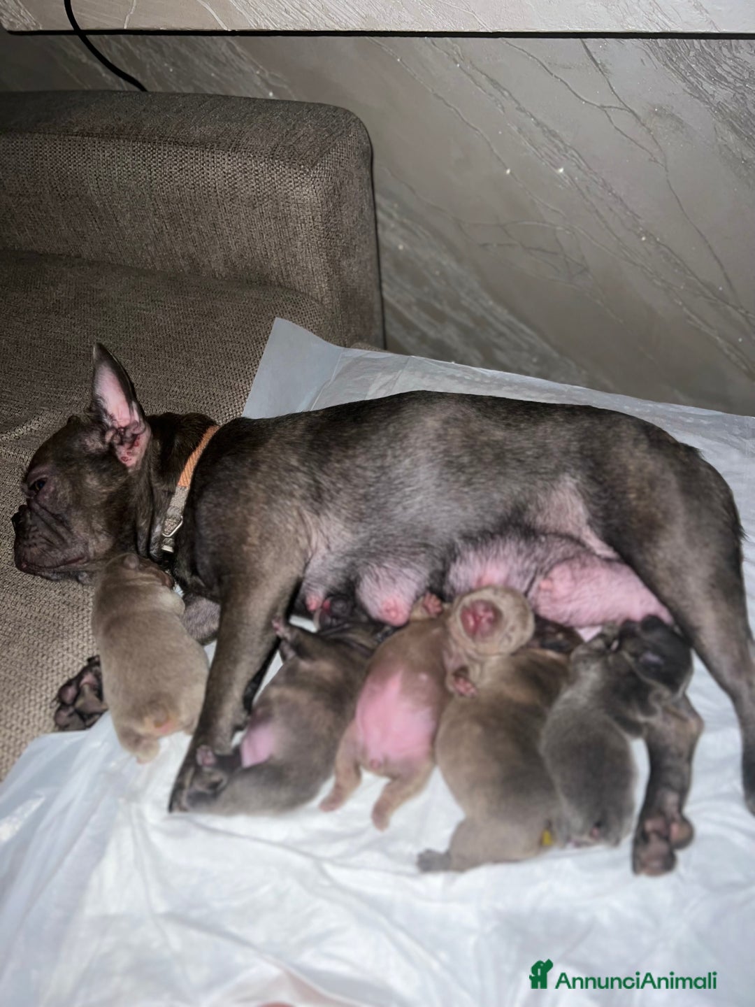 Bulldog Francese cani in vendita: Bulldog francese  a Città metropolitana di Palermo - Immagine 16