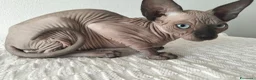 Sphynx gatti in vendita: Gatti Sphynx  - Annuncio 4