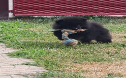 Spitz cani in vendita: Cuccioli Spitz tedesco piccolo ( kleispitz)  a Provincia di Cremona - Immagine 4