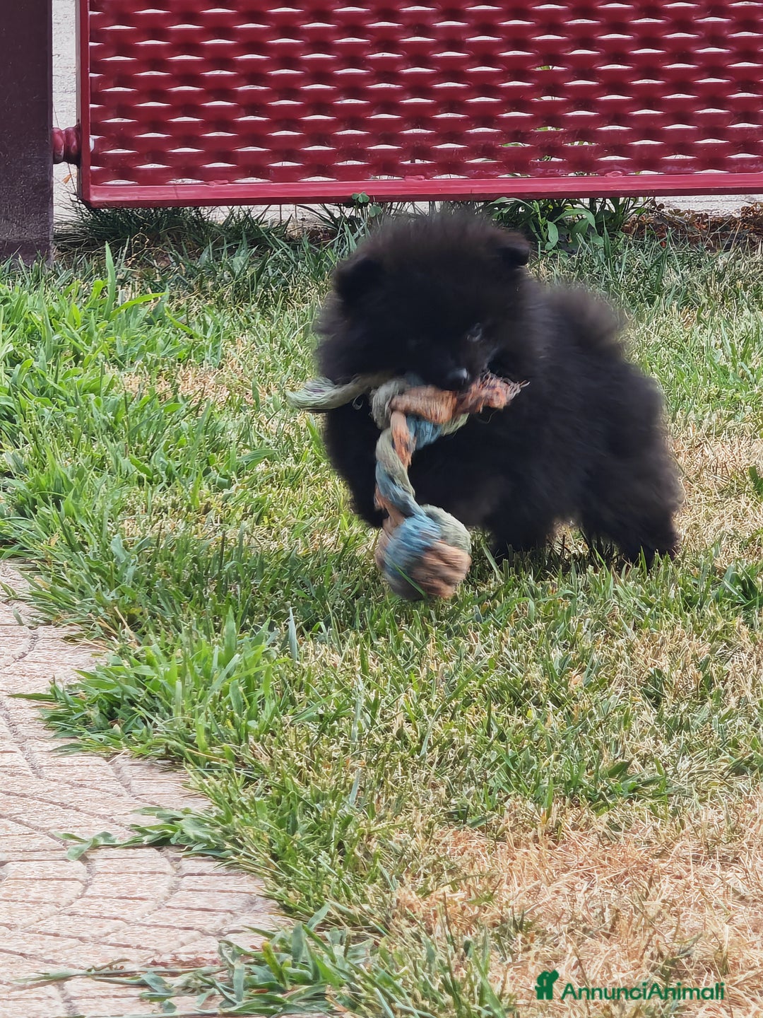 Spitz cani in vendita: Cuccioli Spitz tedesco piccolo ( kleispitz)  a Provincia di Cremona - Immagine 4
