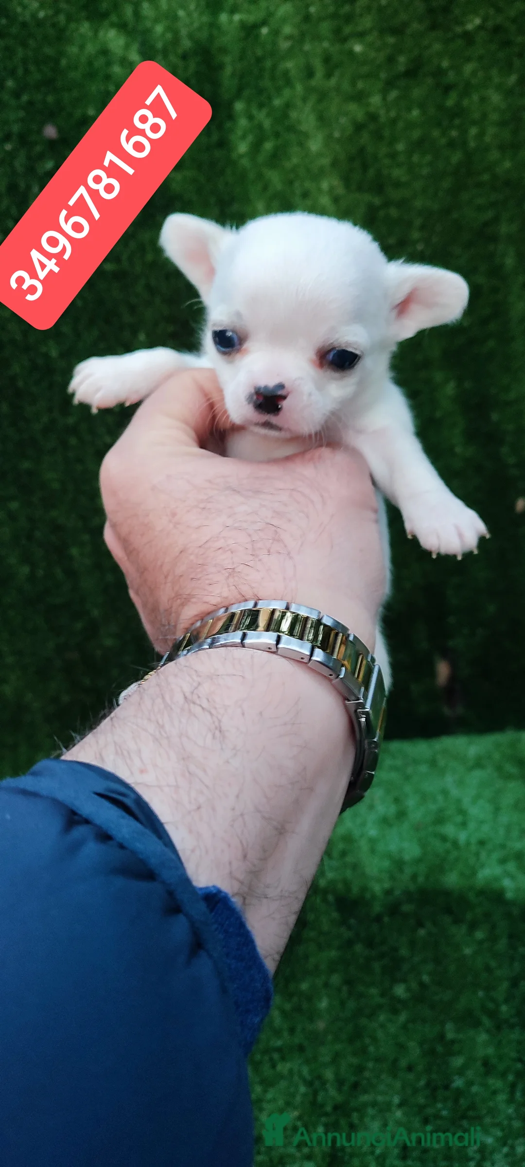 Chihuahua cani in vendita: CHIHUAHUA stupendo cucciolino  - Annuncio 1