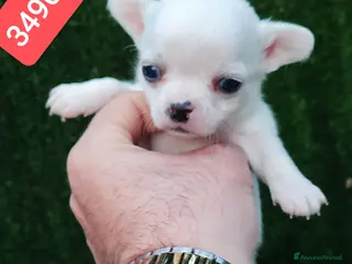 Chihuahua cani CHIHUAHUA stupendo cucciolino - Annuncio 1