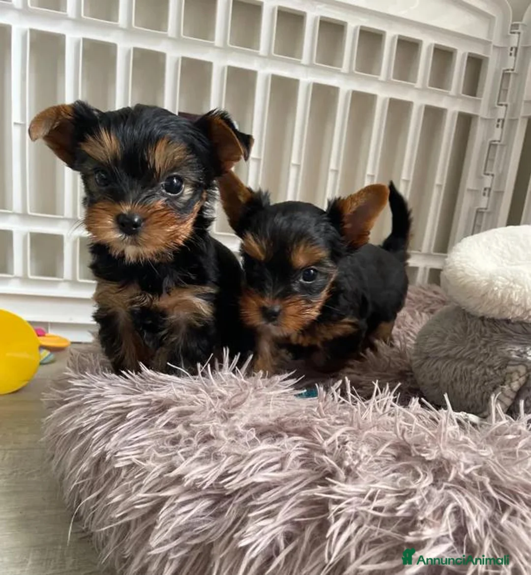 Yorkshire cani in vendita: Cuccioli di Yorkshire Terrier - Annuncio 1