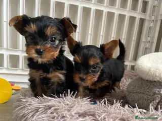 Yorkshire cani Cuccioli di Yorkshire Terrier - Annuncio 4