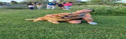 Golden Retriever cani per accoppiamento: Golden retriever maschio per accoppiamento a Provincia di Alessandria - Annuncio 2