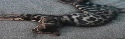Bengala gatti in vendita: Splendida gattina Bengala  - Annuncio 4