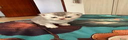 Scottish gatti in vendita: cuccioli Scottish fold - Annuncio 5