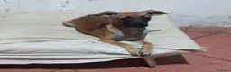 Meticcio cani in vendita: Similpinscher Jerry a Provincia di Prato - Annuncio 3