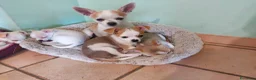 Chihuahua cani in vendita: 2 cuccioli di chihuahua con pedigree  - Annuncio 6