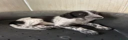 Setter Inglese cani in regalo: SPLENDIDI SIMIL SETTERINI - Annuncio 7