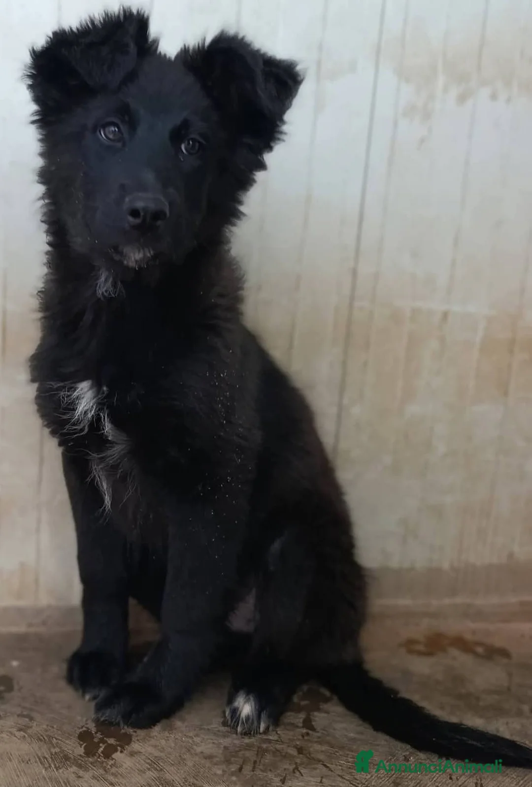 Meticcio cani in regalo: Cuccioli bellissimi in adozione - Annuncio 1