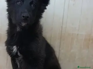 Meticcio cani Cuccioli bellissimi in adozione - Annuncio 3